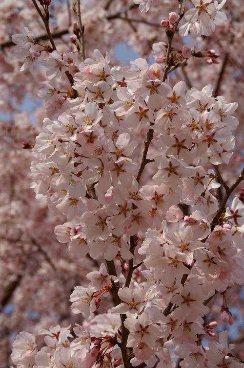 20060326_kokyosakura_002